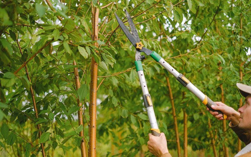 Tree trimming in Alplaus, NY