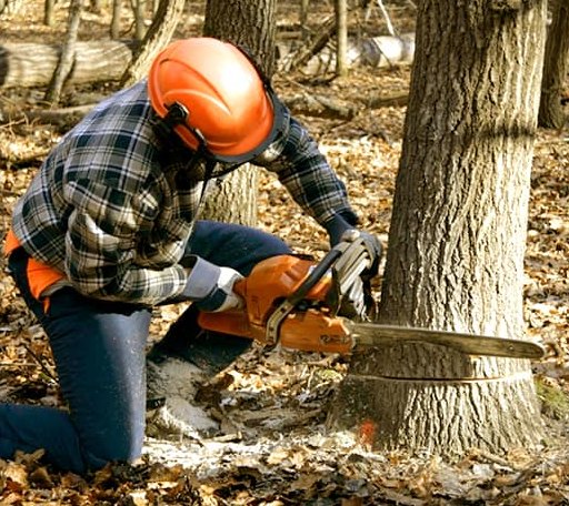 Tree Removal in Alplaus, NY